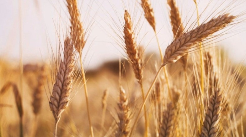 La catastrofe alimentare che sta arrivando!